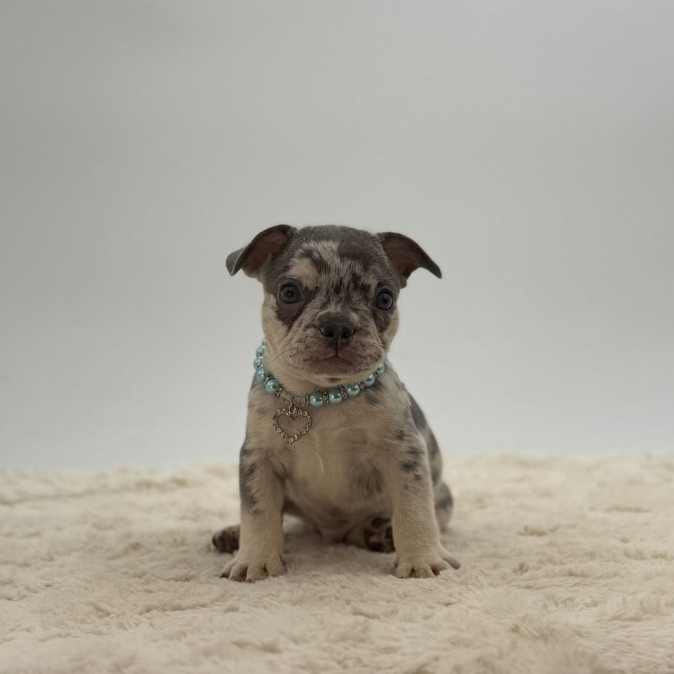 Victor, a blue merle French Bulldog puppy for sale in OH, sitting alert on a plush cream blanket.