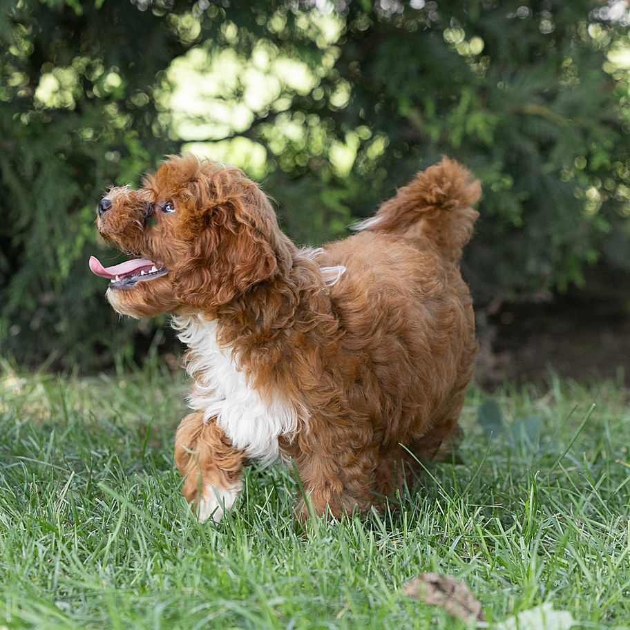Cody, male red Cavapoo for sale in PA from Winnsom Puppies, standing happily on a grassy lawn.