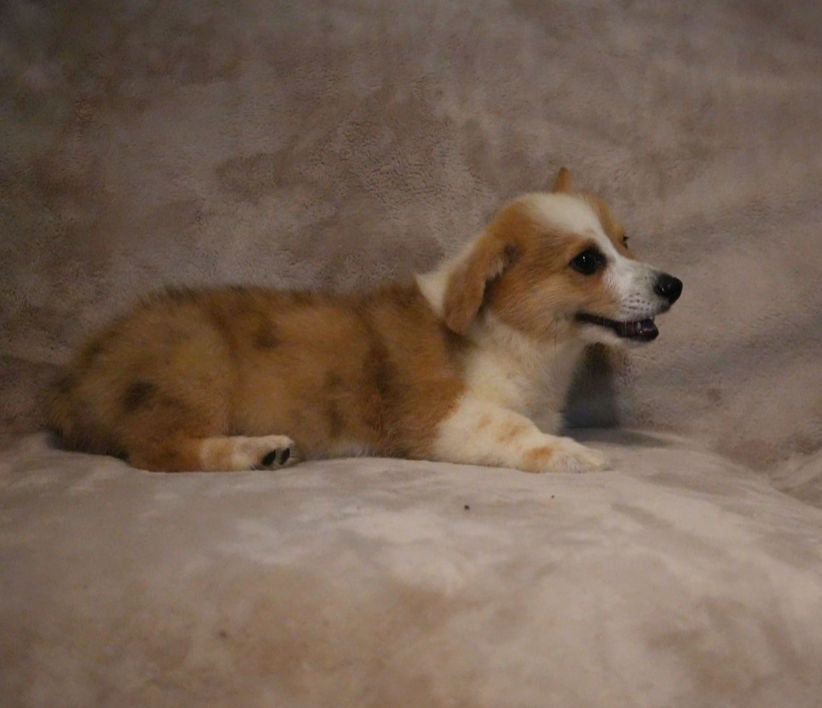 Jordan, a red and white merle Pembroke Welsh Corgi puppy, resting on a blanket in side profile.