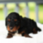 Black and tan F1 Cavapoo puppy sitting on a plush white blanket in Honey Brook, Pennsylvania.