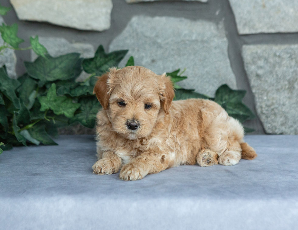 Frito, an apricot and cream male Maltipoo puppy, lying on a gray surface in front of a stone wall backdrop.