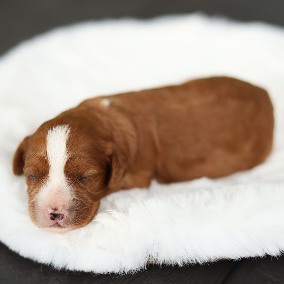 Millie red and white female F1 Cavapoo puppy for sale in Honey Brook, PA resting on a soft white bed.