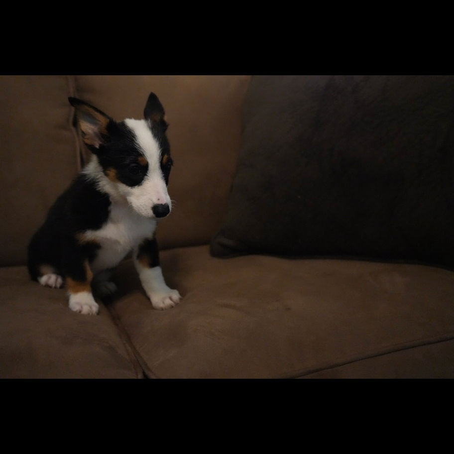 Savannah, tricolor female Pembroke Welsh Corgi puppy for sale in PA from Schwartz Corgi Paws, posing on a couch.