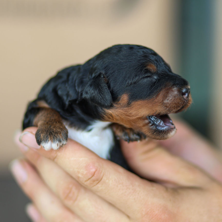 Newborn black and tan Cavapoo puppy being gently held in caring hands.