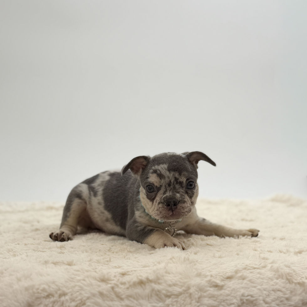 Victor, a blue merle French Bulldog puppy for sale in OH, relaxing on a soft cream blanket.