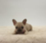 Viva, a fawn French Bulldog puppy for sale, lying on a soft cream blanket with ears perked and looking at the camera.