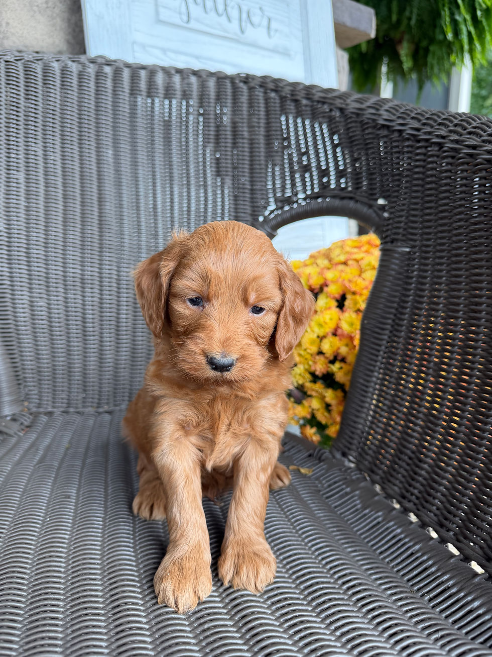 Cody, a Mini Goldendoodle puppy for sale in PA from Willow Meadow Doodles, sitting outdoors on a wicker chair.