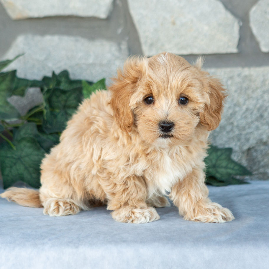 Nelson, curly-coated apricot Maltipoo puppy for sale in PA, sitting on a gray surface.