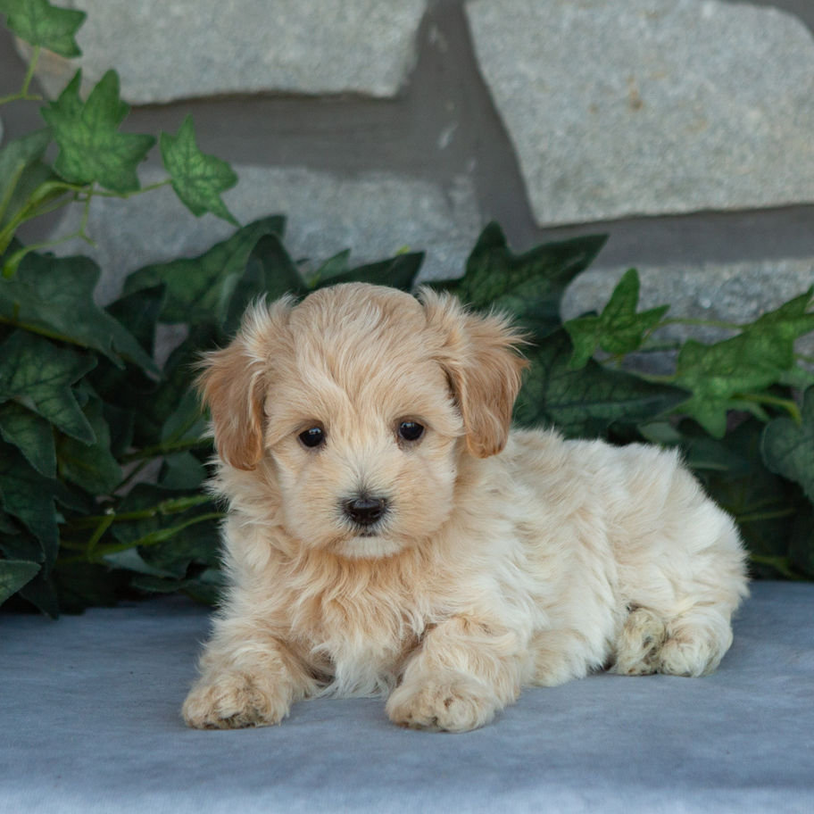 Molly, an apricot female Maltipoo puppy for sale in PA from Hidden Gem, resting beside green ivy.