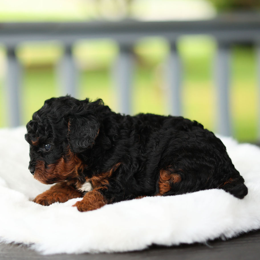Molly, female black and tan F1B Cavapoo puppy for sale, resting on a soft white blanket in Pennsylvania.