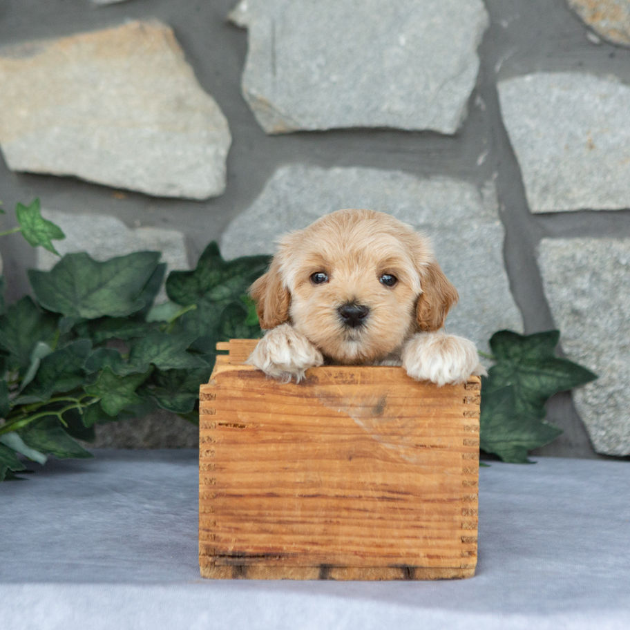Apricot male Maltipoo puppy Tucker resting his paws on a wooden box and looking at the camera.