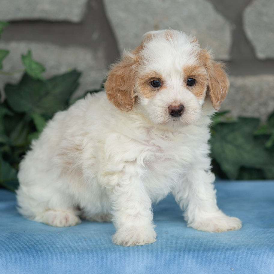 Harmony, a cream Maltipoo puppy with apricot markings for sale in PA, sitting and looking at the camera.