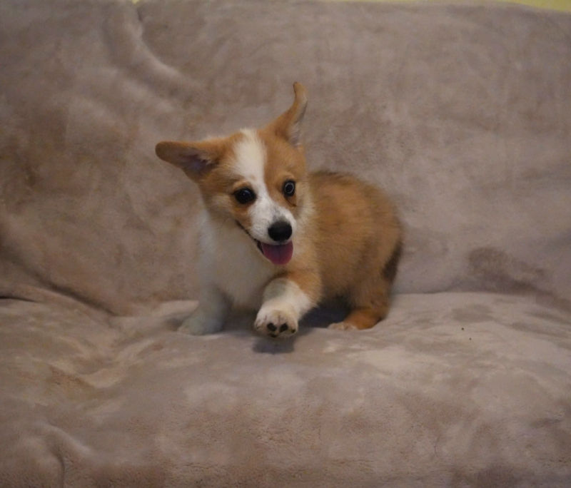 Jordan, a red and white merle Pembroke Welsh Corgi puppy for sale, looking curiously toward the camera.