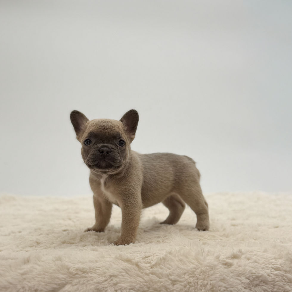 AKC fawn French Bulldog puppy for sale in OH standing on a cream rug with a white studio background.