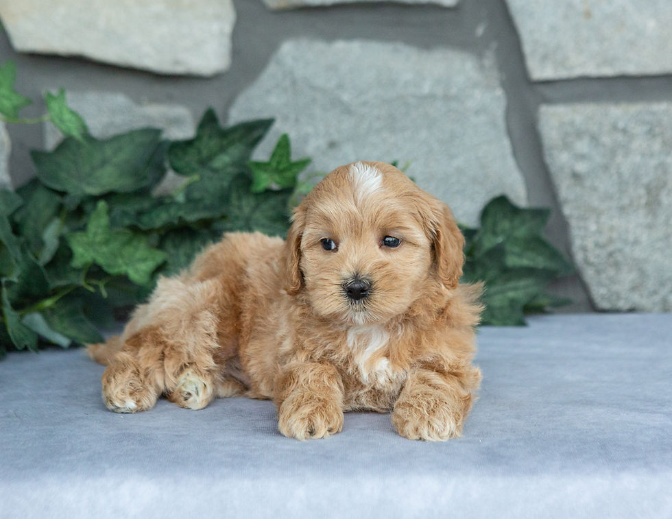 Frisky, an apricot and cream male Maltipoo puppy, lying on a gray surface in front of a stone wall backdrop.