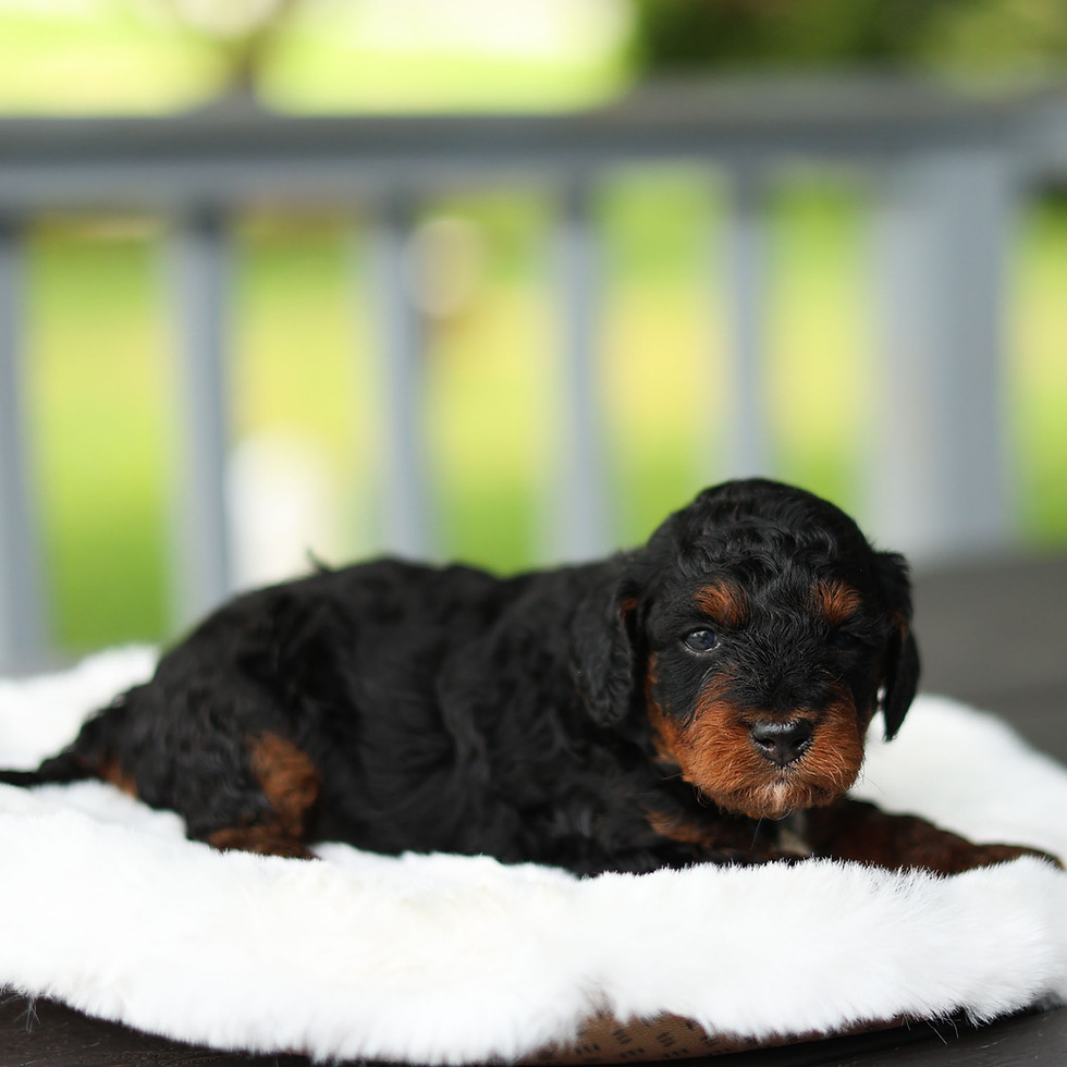 Black and tan F1 Cavapoo puppy for sale in Honey Brook, PA resting on a soft white blanket.