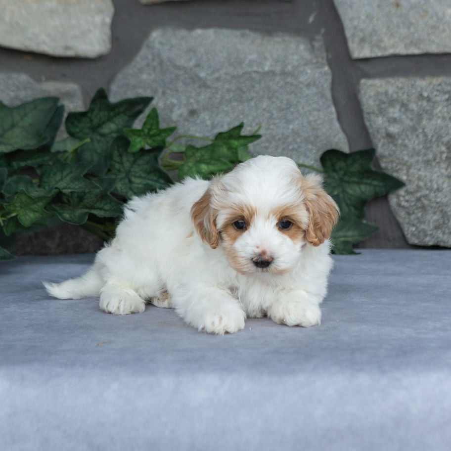Teddy, a fluffy male Maltipoo puppy with cream fur and apricot markings, relaxing on a gray backdrop.