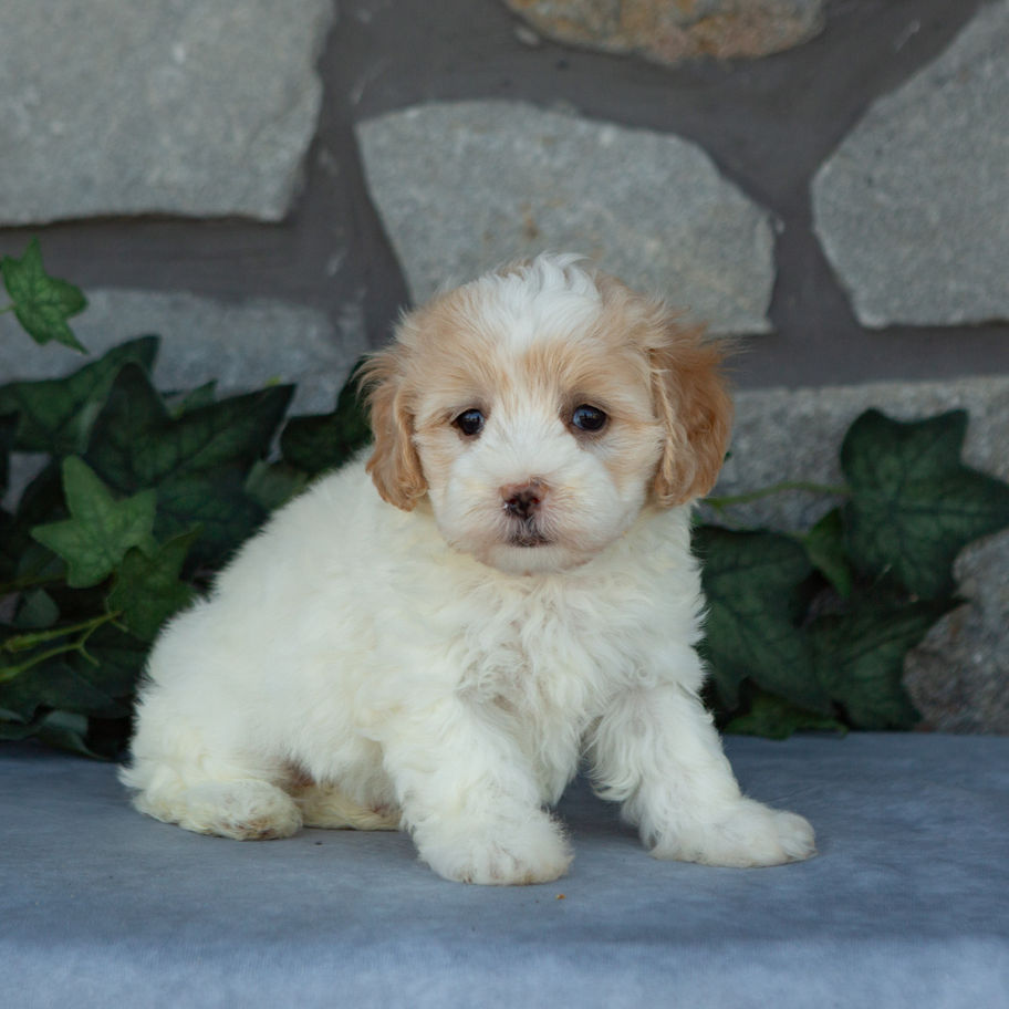 Melody, a cream female Maltipoo with apricot accents for sale in PA from Hidden Gem, sitting against a stone backdrop.