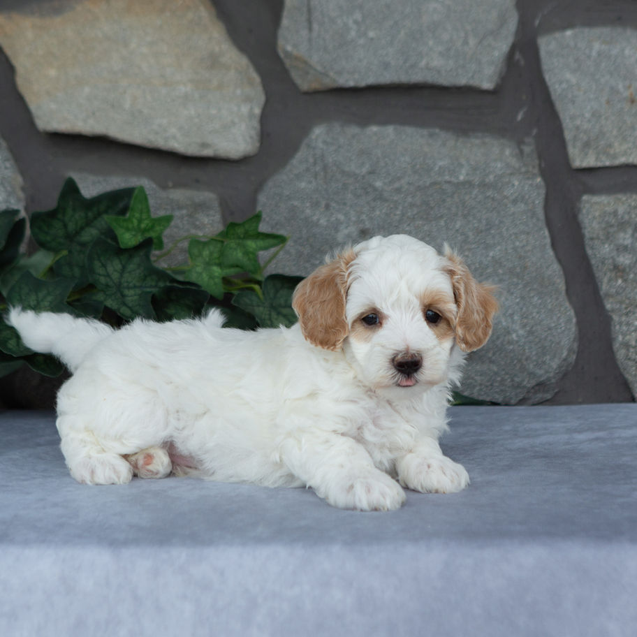Bently, a male Maltipoo puppy with a cream coat and apricot accents, resting on a gray backdrop during a puppy photo session.