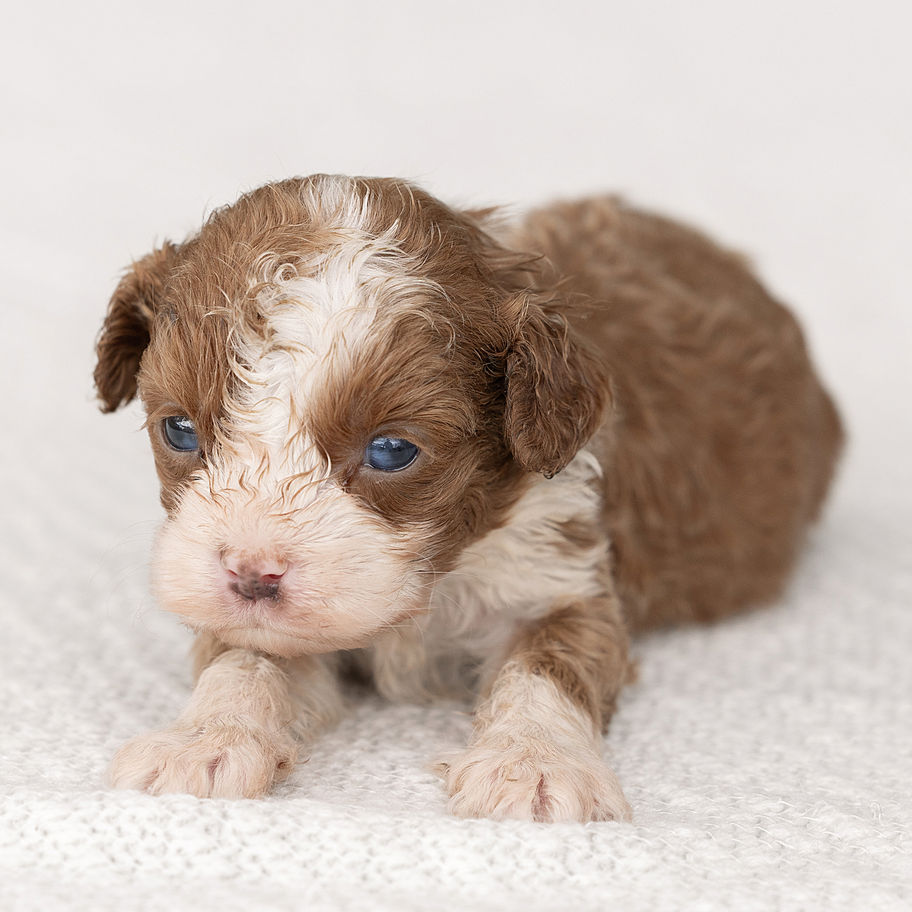 Eddie, a red and white male F1 Cavapoo puppy for sale in PA from Winnsom Puppies.