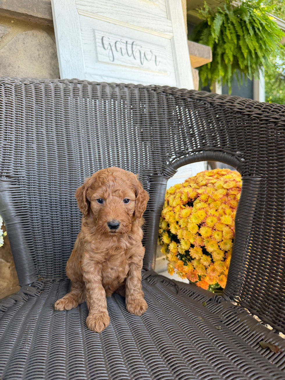 Cora, a Mini Goldendoodle puppy for sale in PA from Willow Meadow Doodles, sitting outdoors on a wicker chair.