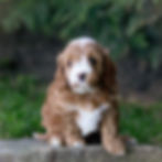 Red Cavapoo female puppy sitting on a stone ledge in a garden.