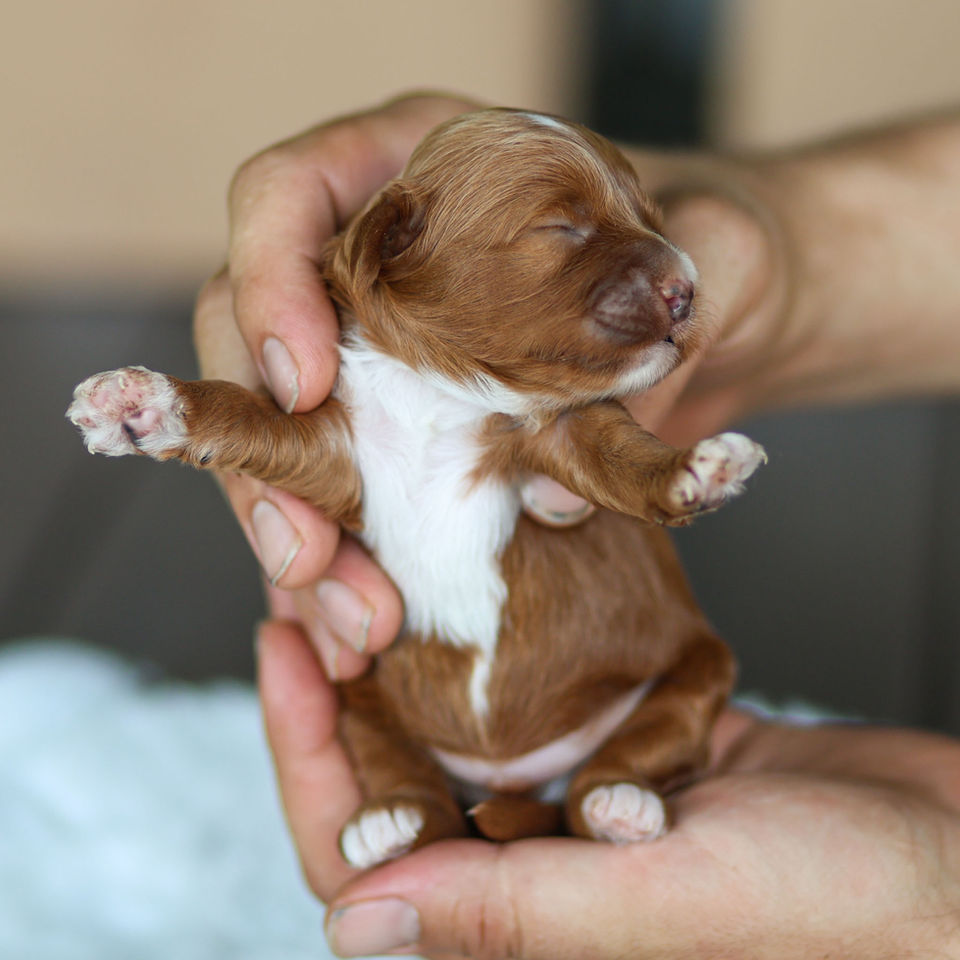 Tiny red male Cavapoo puppy with a white chest being gently held for a newborn portrait.