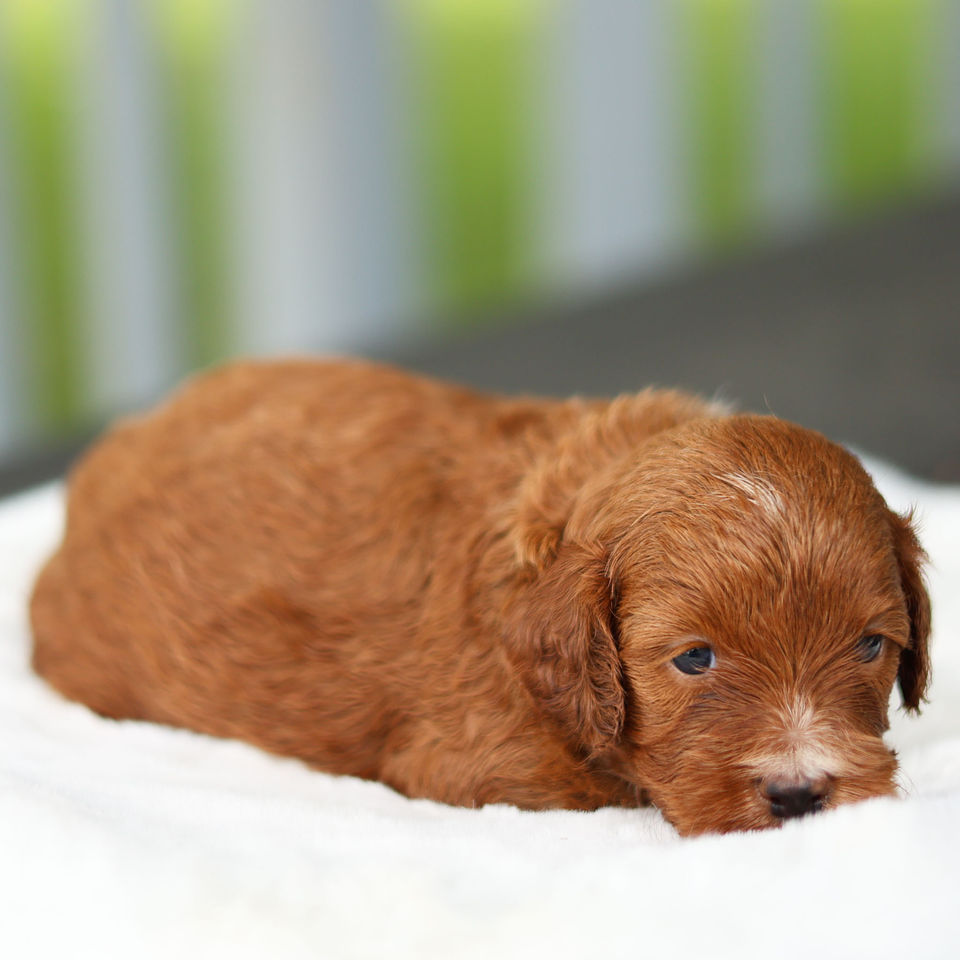 Red F1 Cavapoo puppy resting peacefully on a white blanket in Pennsylvania.
