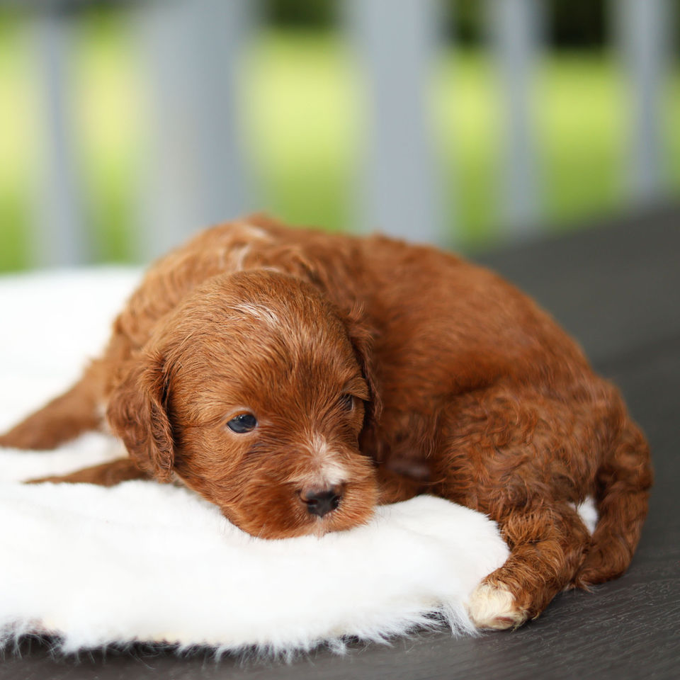 Red F1 Cavapoo puppy resting on a soft white blanket at Winnsom Puppies in Pennsylvania.