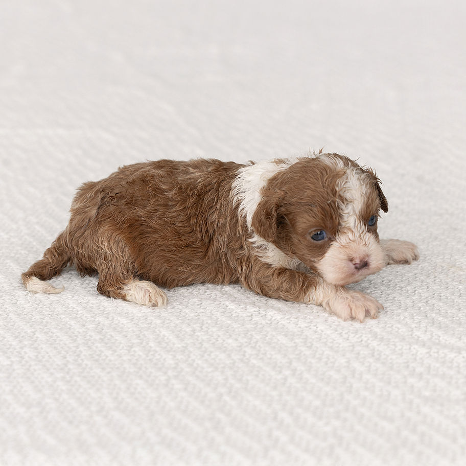 Red and white male F1 Cavapoo Eddie resting on a soft blanket, available from Winnsom Puppies in PA.