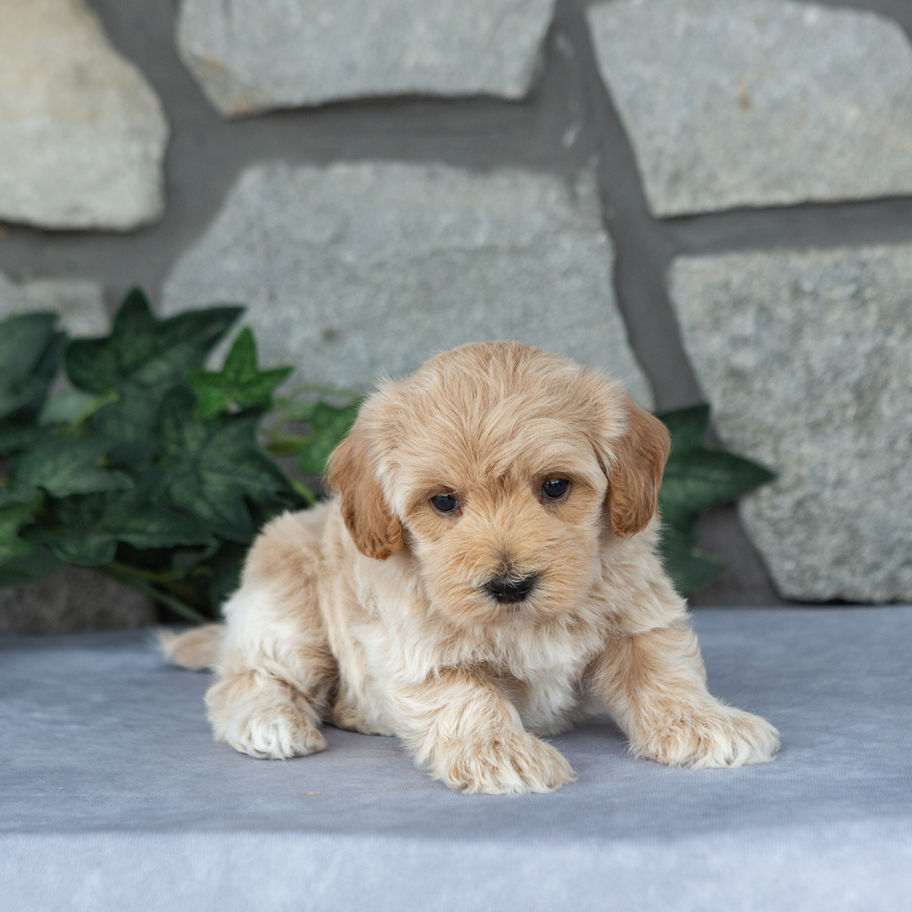 Apricot male Maltipoo puppy Tucker relaxing on a gray backdrop during a puppy photo session.
