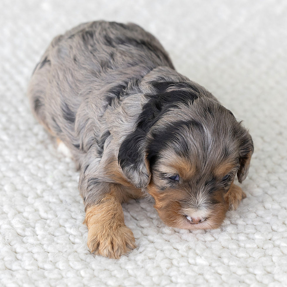 Honeybee merle female F1 Cavapoo for sale in PA from Winnsom Puppies, posed with her tan markings and wavy coat visible.