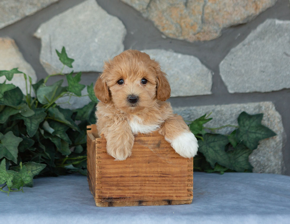 Lexi, an apricot female Maltipoo for sale in PA from Hidden Gem, posing with her paws on a wooden crate.