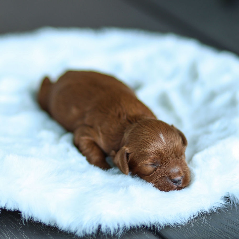 Red male Cavapoo newborn puppy resting on a fluffy blue bed with eyes closed