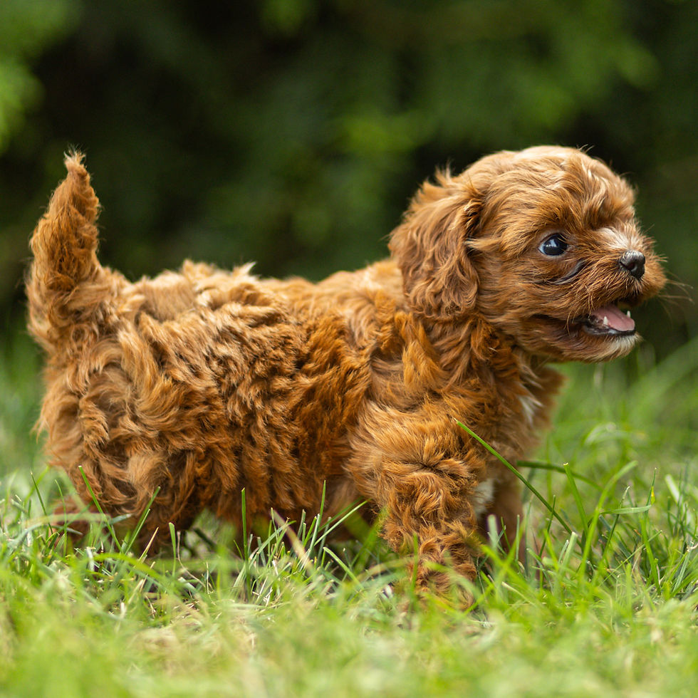 Sage, a red Cavapoo puppy for sale in PA from Winnsom Puppies, standing in grass with a playful expression.