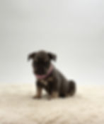 Willow, a blue and tan French Bulldog puppy for sale in OH, sitting on a soft cream blanket and looking at the camera.