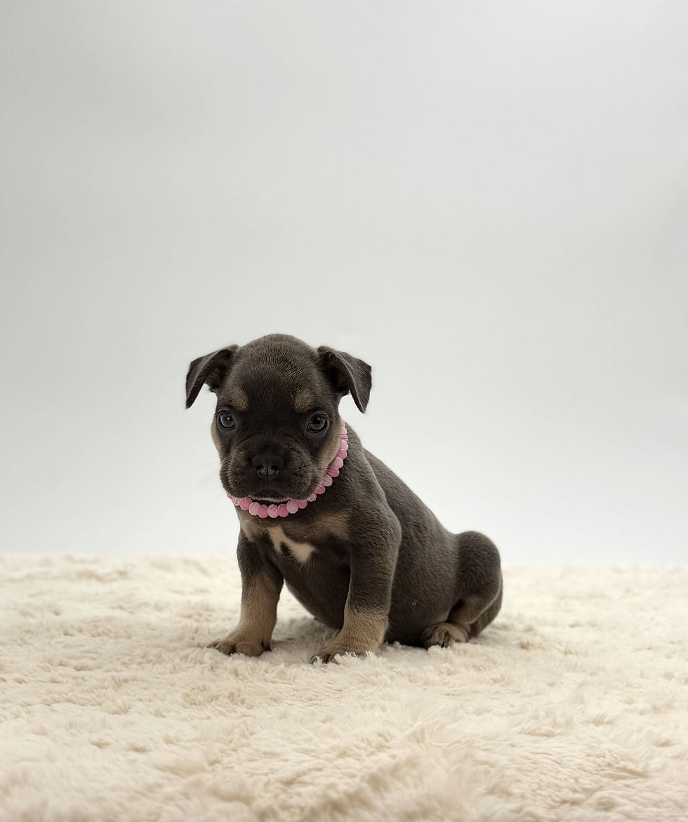 Willow, a blue and tan French Bulldog puppy for sale in OH, sitting on a soft cream blanket and looking at the camera.