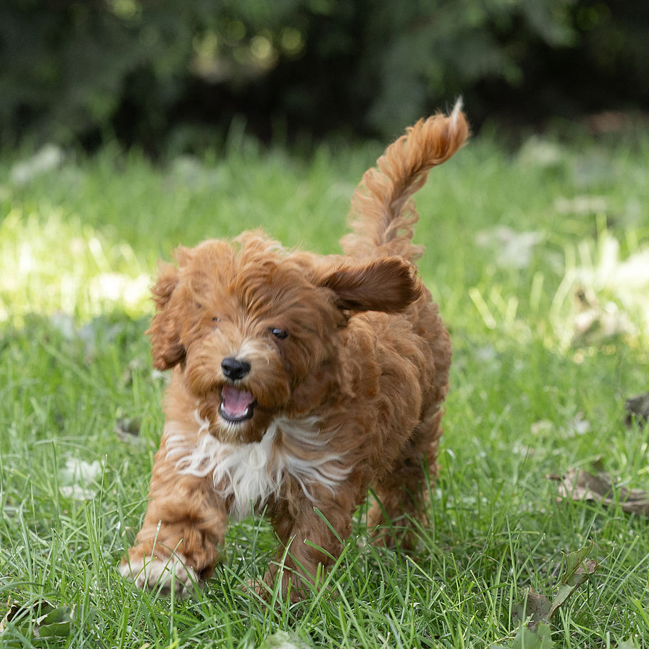 Cody, a red Cavapoo from Winnsom Puppies in PA, playfully running through the grass.