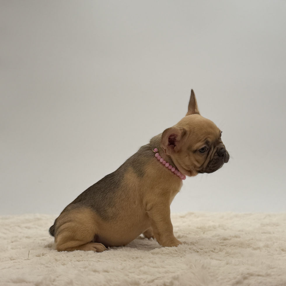 Female fawn AKC French Bulldog puppy for sale in OH sitting with one ear perked on a cream rug in a professional studio.
