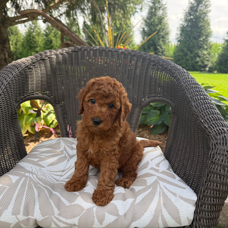 Bella, a Mini Goldendoodle puppy for sale from Willow Meadow Doodles in Ephrata, PA, posed on a patio chair.