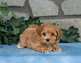 Hazel-female-maltipoo-puppy-for-sale-pa2.jpg