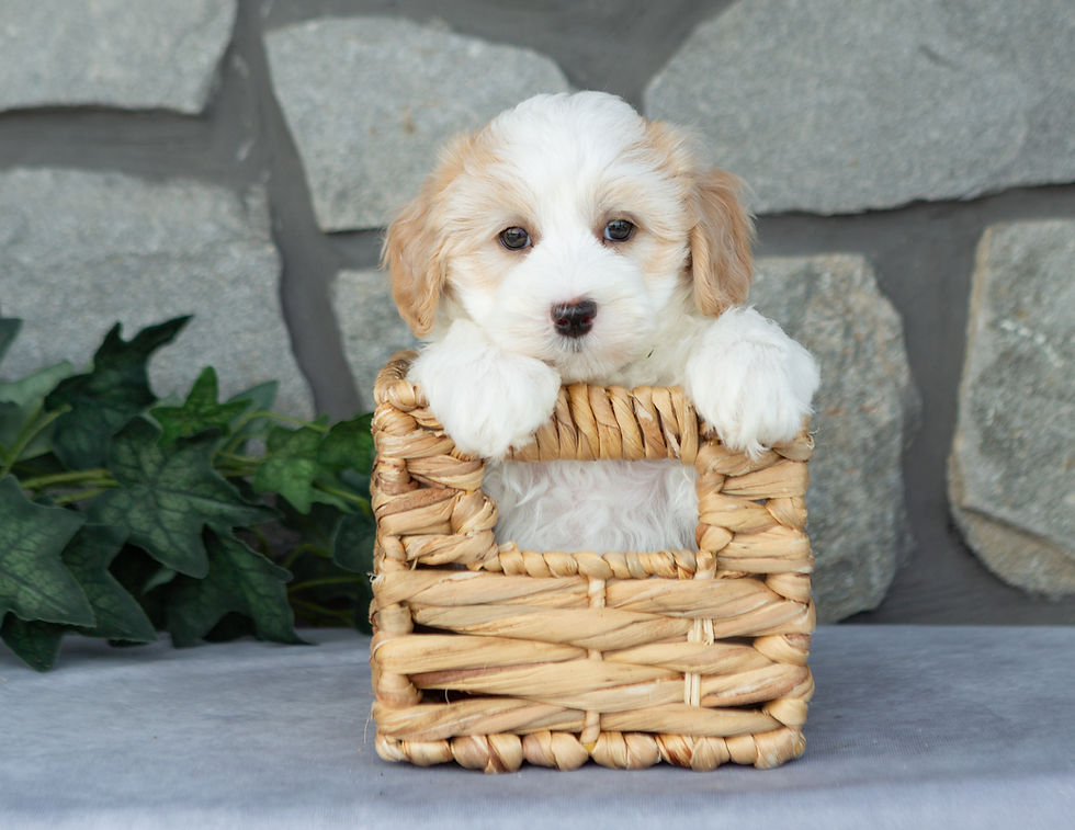 Deacon, cream male Maltipoo with apricot accents sitting in a woven basket, available for sale in PA.