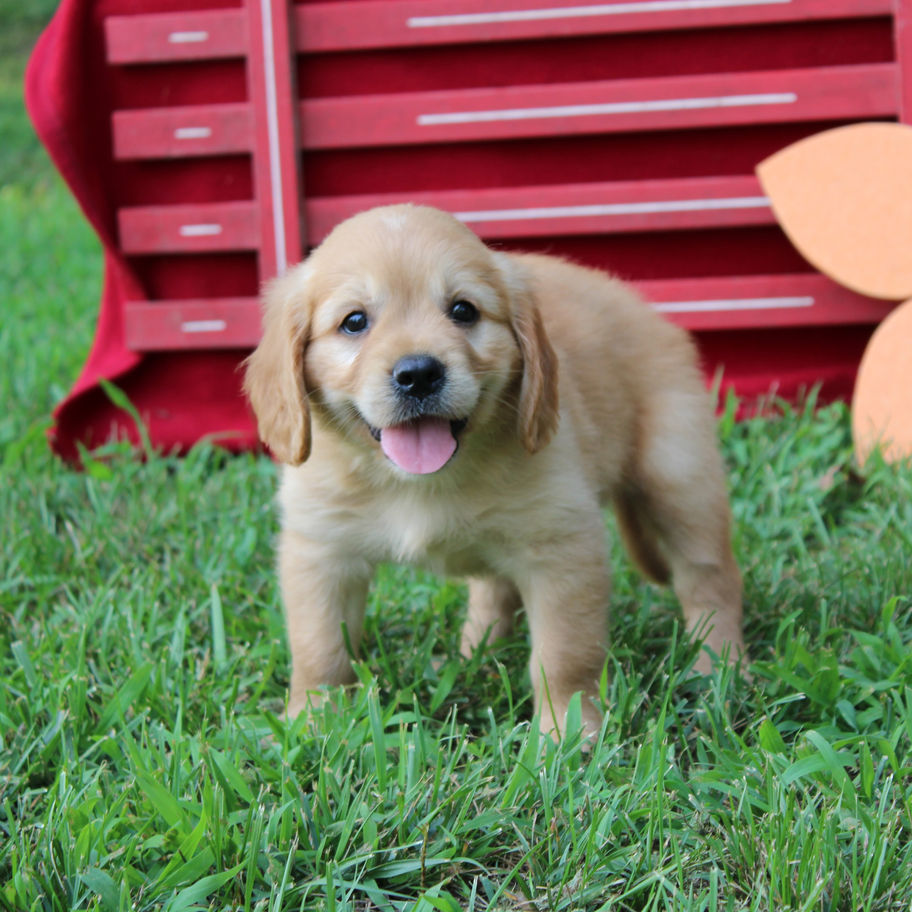 Alan, a golden Mini Golden (Golden Cavalier) puppy standing on green grass with a happy smile, available for sale in VA.