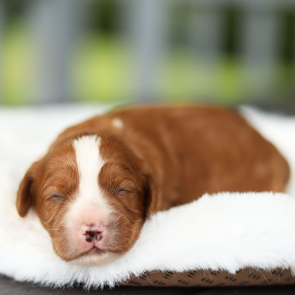 Close-up of Millie, a red and white female F1 Cavapoo puppy for sale in Honey Brook, PA.