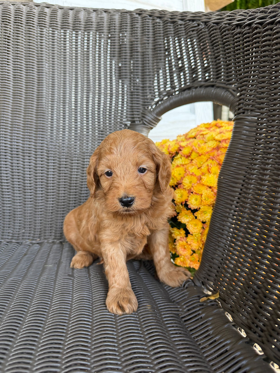 Cooper, a Mini Goldendoodle puppy for sale in PA from Willow Meadow Doodles, sitting outdoors on a wicker chair.