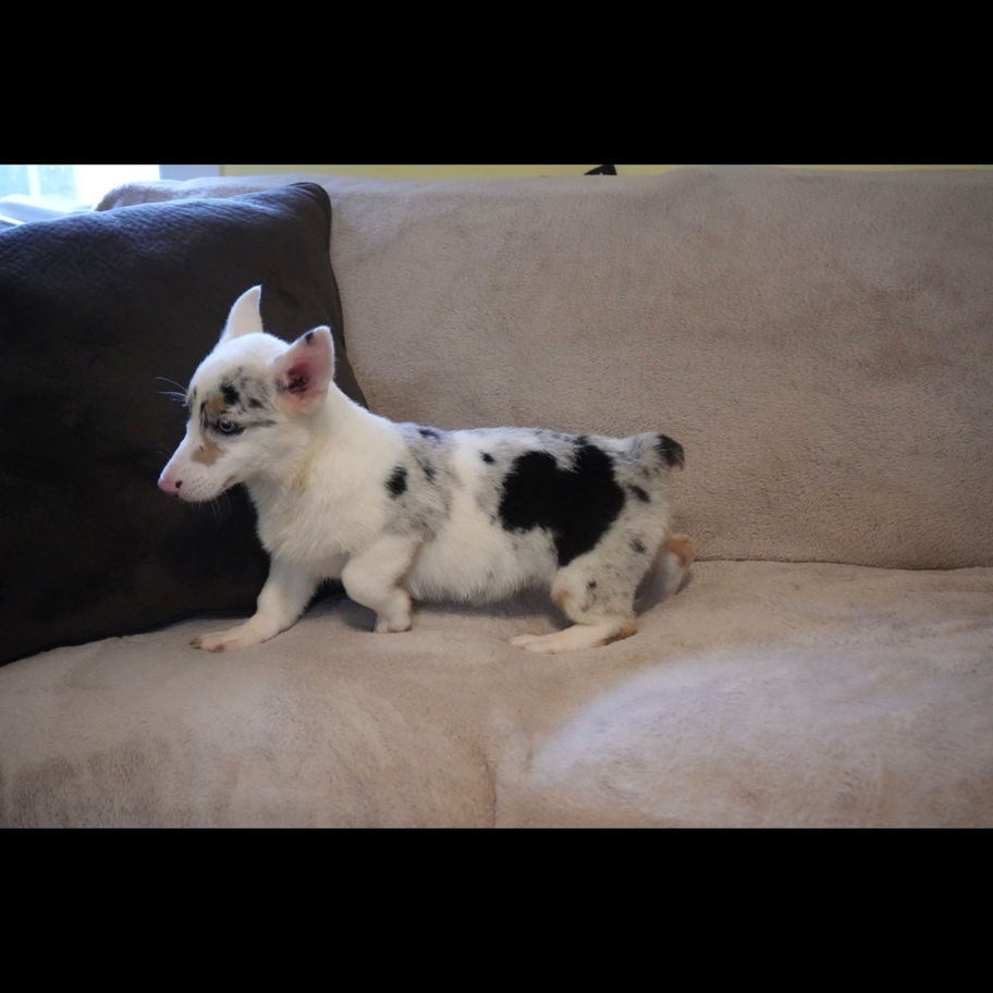 Sierra, female blue merle Pembroke Welsh Corgi puppy for sale in PA from Schwartz Corgi Paws, lying on a couch.
