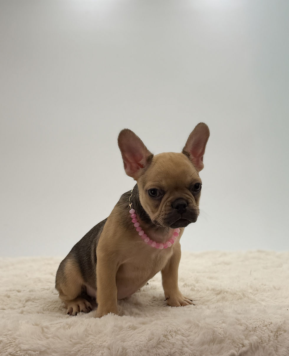 Malissa, a fawn French Bulldog puppy for sale in OH from Czar Frenchies, sitting on a soft cream blanket.