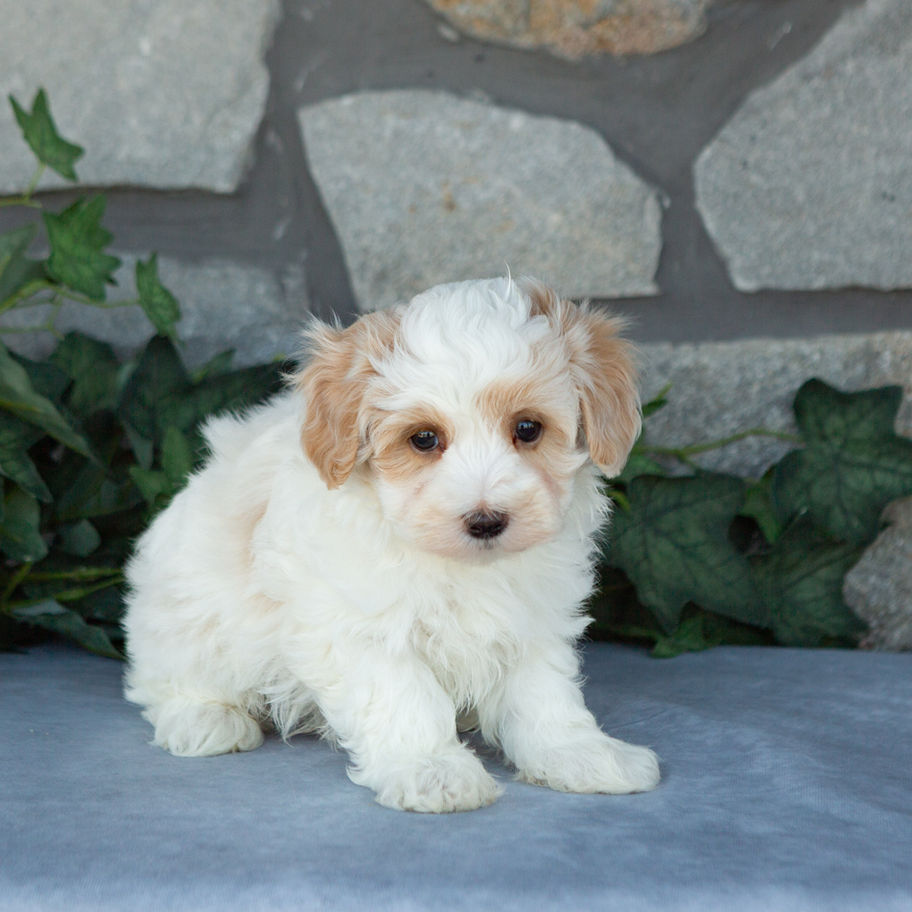 Luca, a cream male Maltipoo with apricot accents for sale in PA from Hidden Gem, sitting near green ivy.