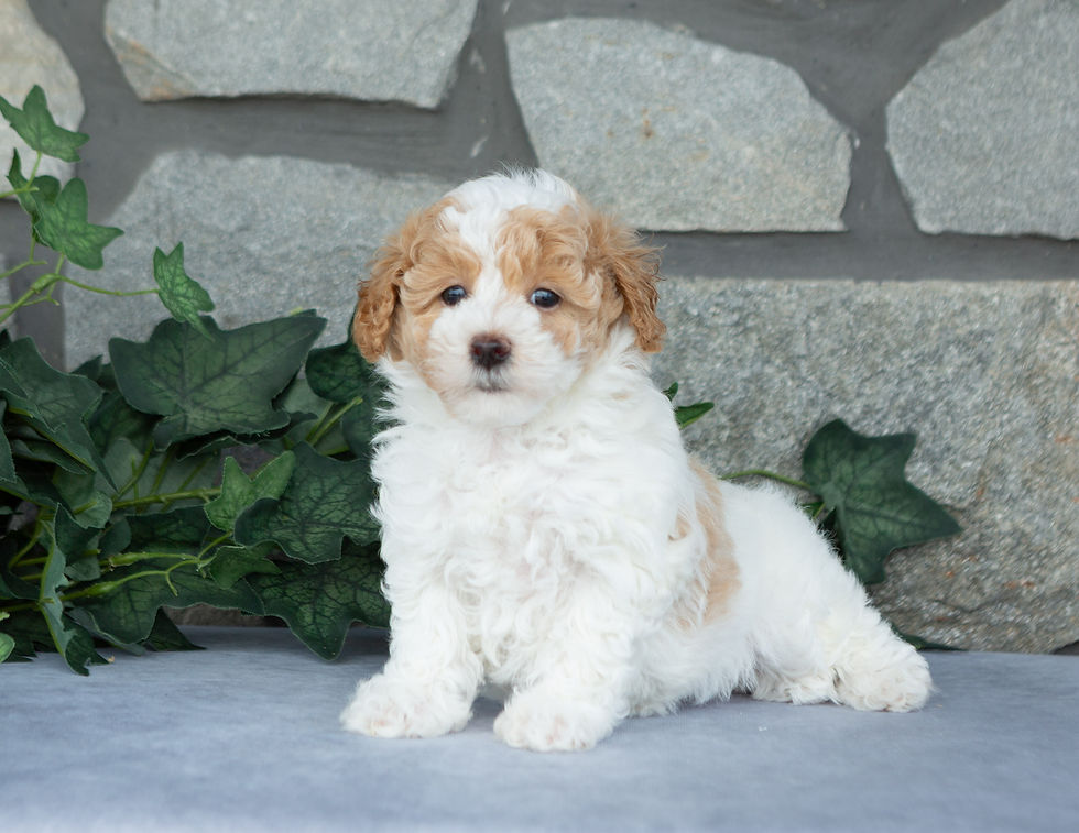 Cotton, cream female Maltipoo with apricot accents sitting outdoors, available for sale in PA.