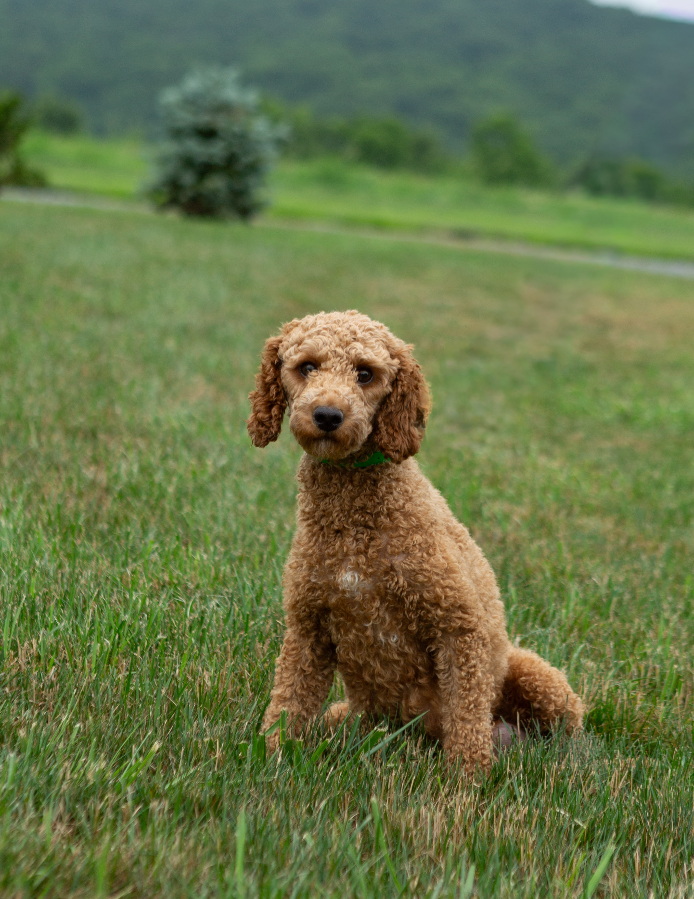 Candy Female Poodle Herndon PA.jpg